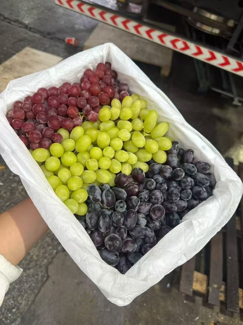新疆三色提