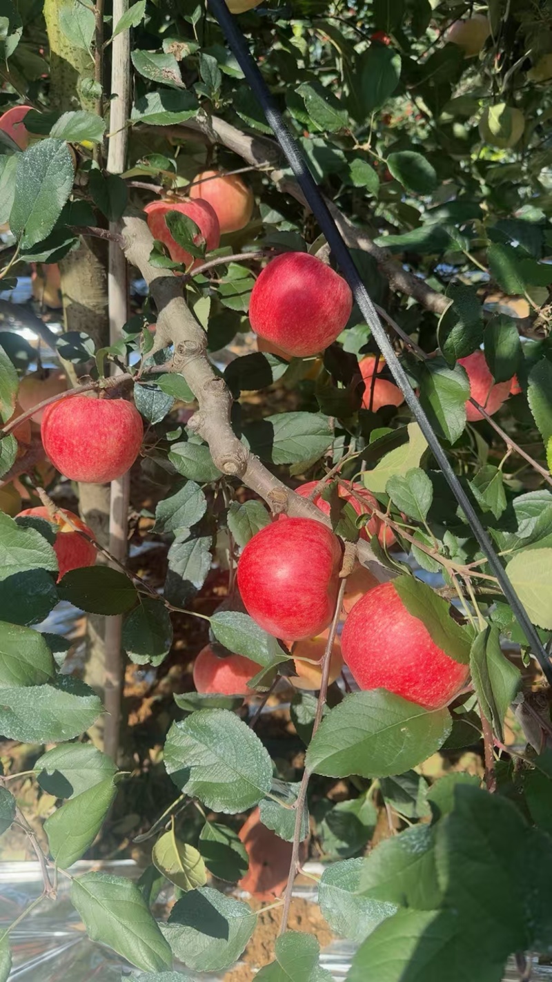 爱妃苹果，维纳斯苹果矮化树，糖度高
