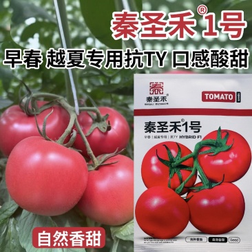 秦圣禾1号番茄种子酸甜大果粉红番茄种籽早春越夏西红柿种子