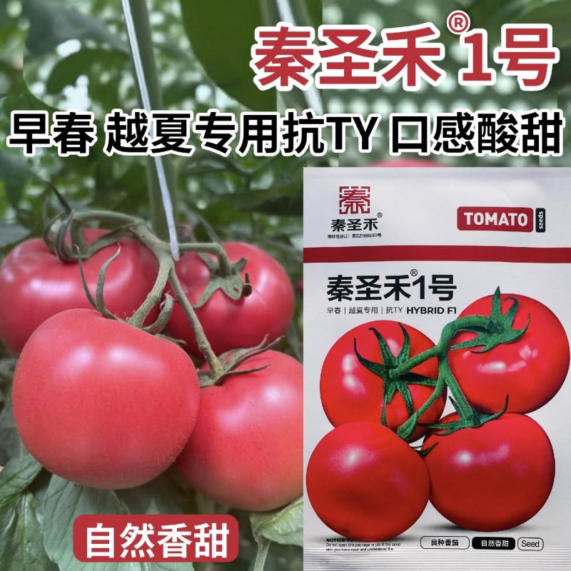 秦圣禾1号番茄种子酸甜大果粉红番茄种籽早春越夏西红柿种子