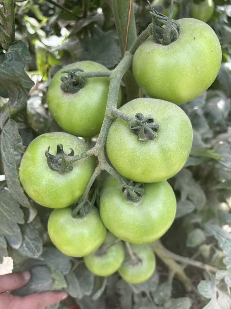 秦圣禾1号番茄种子酸甜大果粉红番茄种籽早春越夏西红柿种子