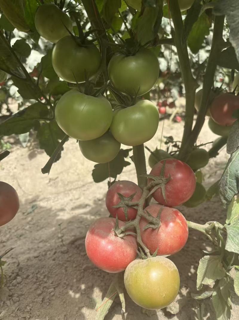秦圣禾1号番茄种子酸甜大果粉红番茄种籽早春越夏西红柿种子