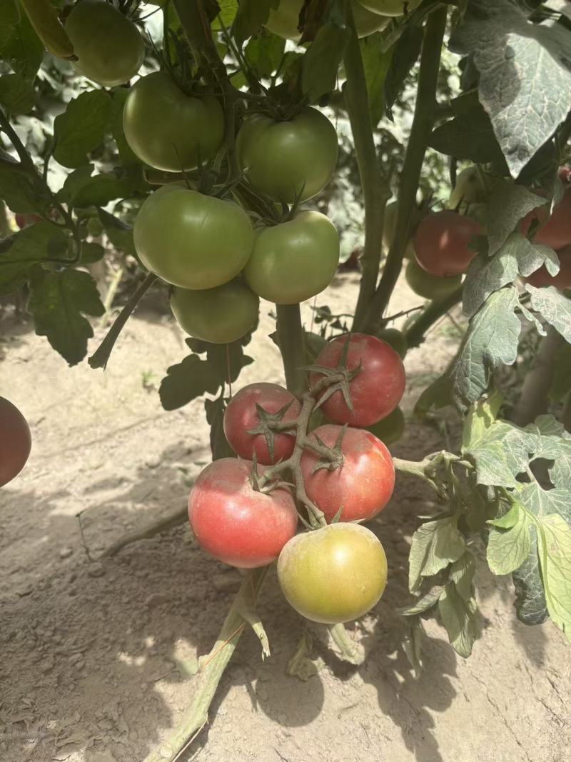 秦圣禾1号番茄种子酸甜大果粉红番茄种籽早春越夏西红柿种子