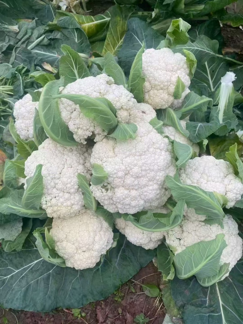 河北邯郸松花菜大量有货全国可发青梗菜花欢迎来电☎️实在