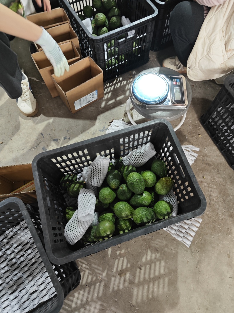 牛油果一件代发