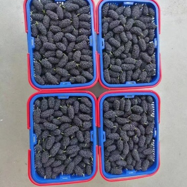 桑椹果，广东桑果，生？，榨汁，果茶制作，