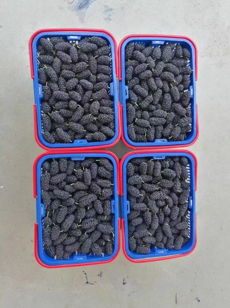 桑椹果，广东桑果，生？，榨汁，果茶制作，