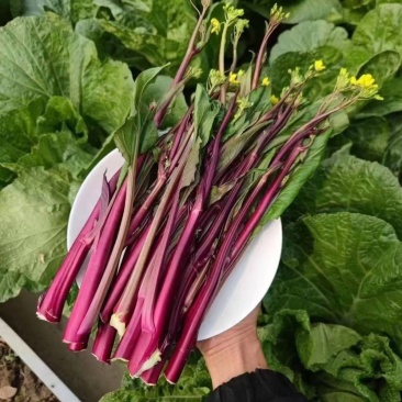 【推荐】本地红菜苔供应市场商超电商一手货源量大从优