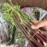 【推荐】本地红菜苔供应市场商超电商一手货源量大从优