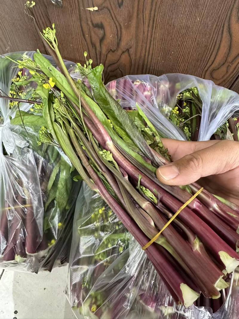【推荐】本地红菜苔供应市场商超电商一手货源量大从优
