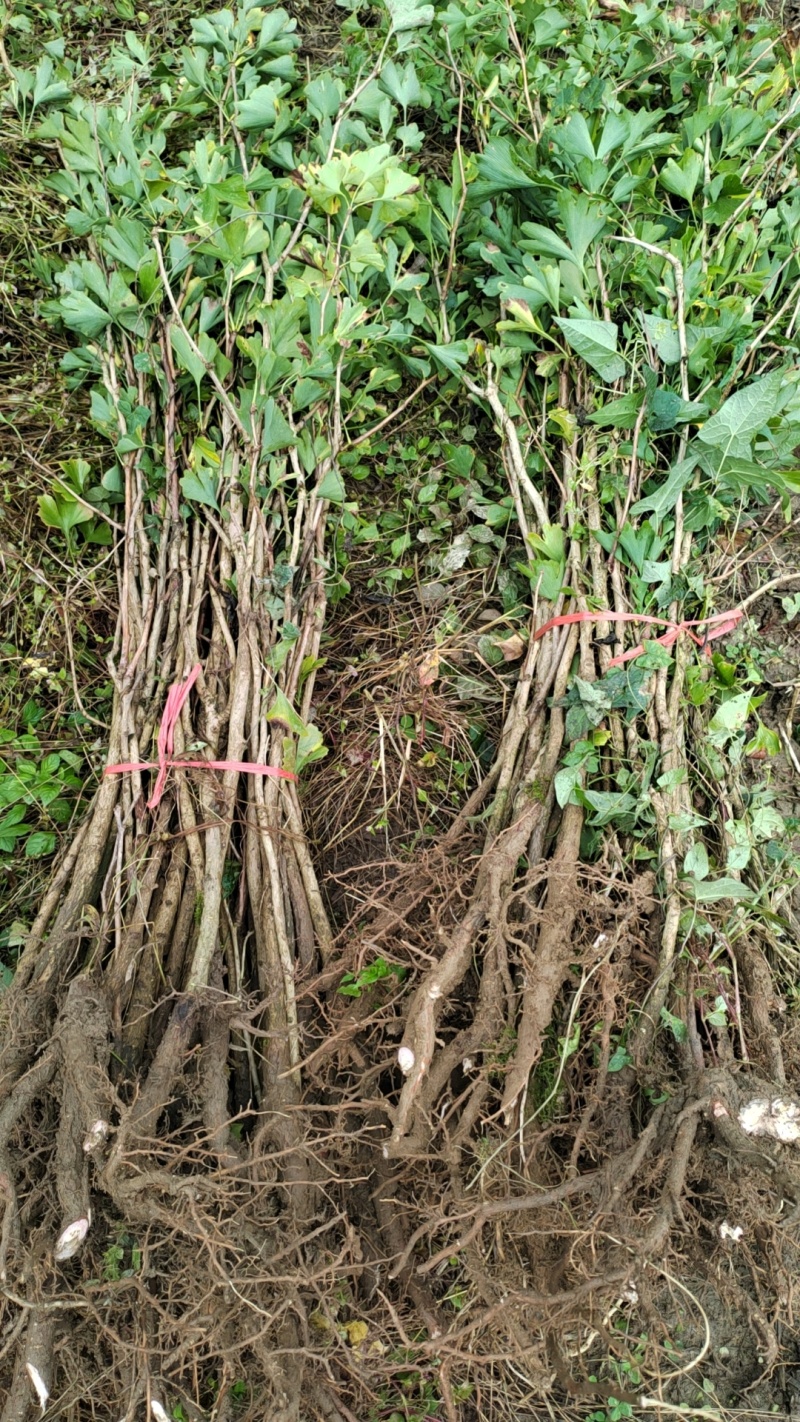 地径一公分银杏