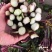 【推荐】本地红菜苔供应市场商超电商一手货源量大从优