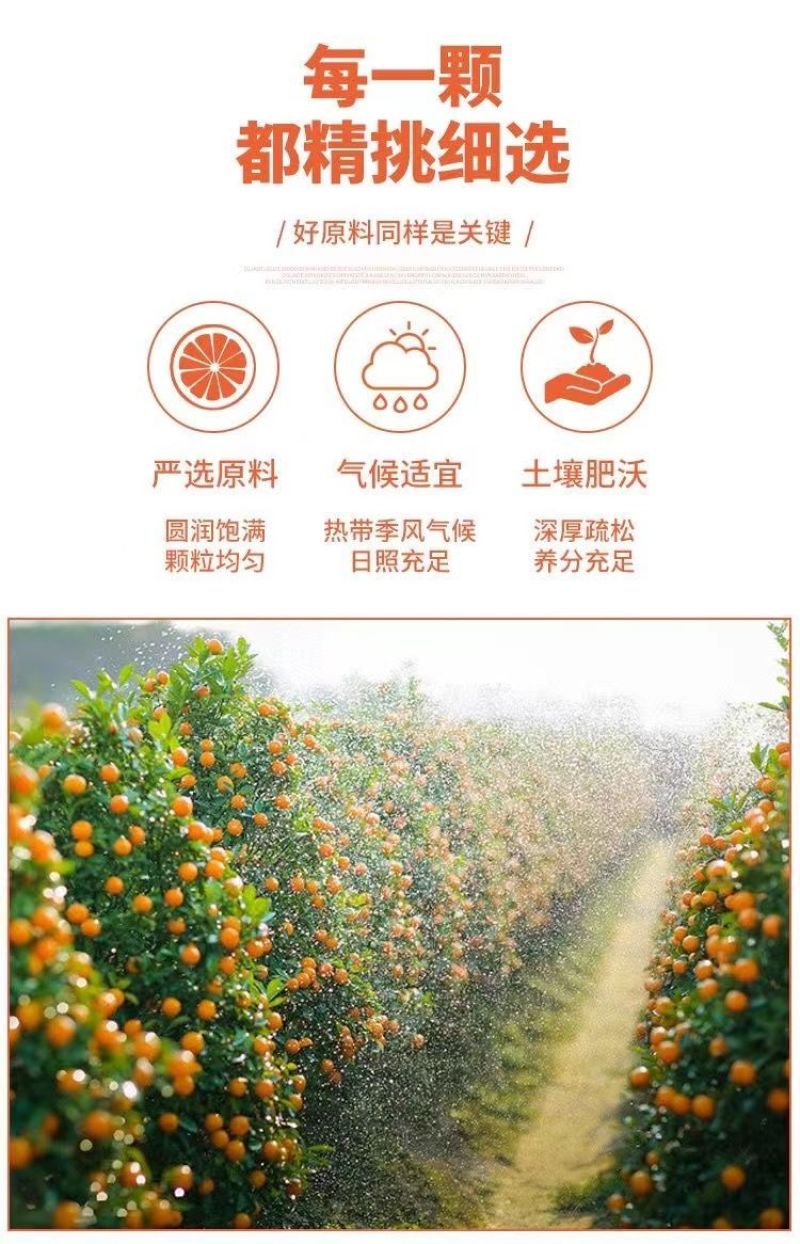 广西甘草金桔九制特级金桔干柑橘清凉润喉化咳痰泡水