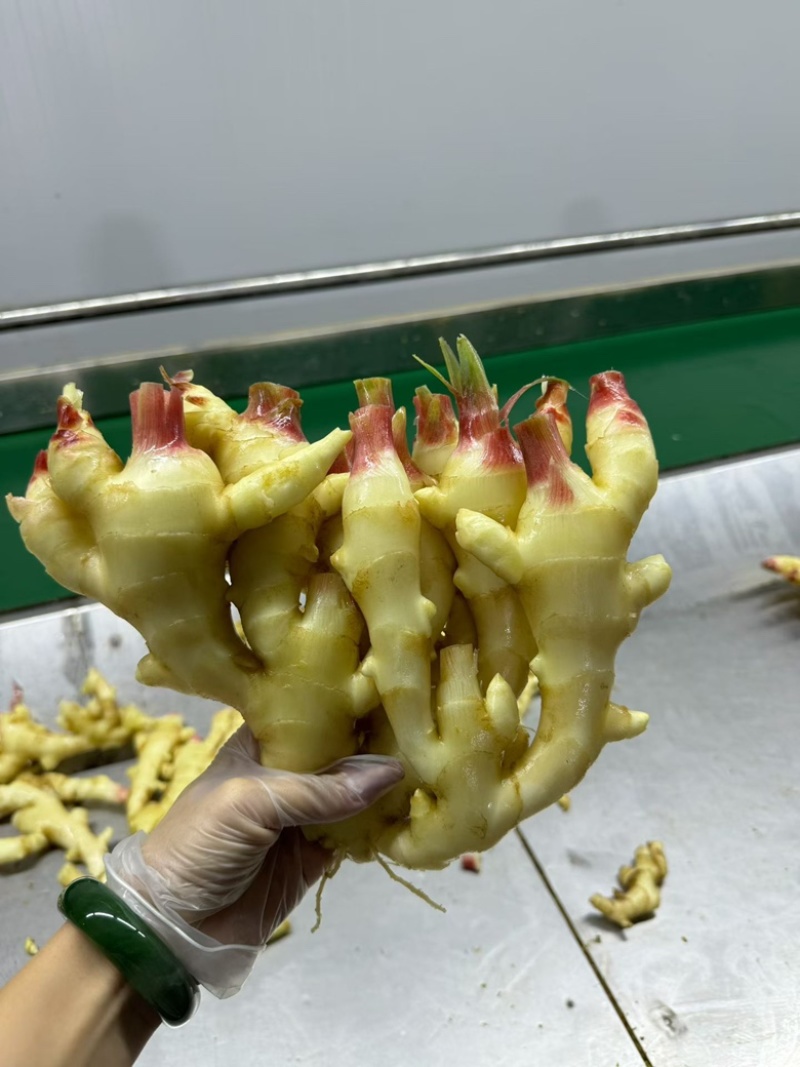 山东生姜产地鲜姜批发代存入库/市场/商超大量供应全国发货