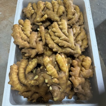 山东生姜产地鲜姜批发代存入库/市场/商超大量供应全国发货