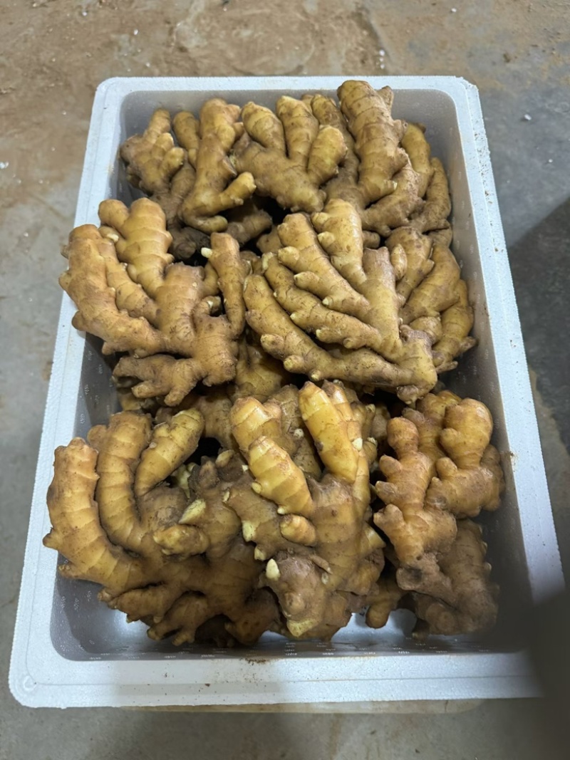 山东生姜产地鲜姜批发代存入库/市场/商超大量供应全国发货