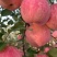 富士高山黄心苹果