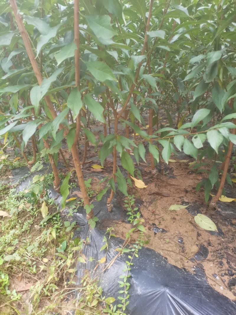 【实力推荐】蜂糖李五月脆李子苗，基地直供现挖现发品质保证