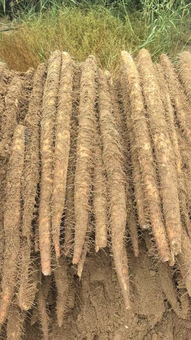 《宁夏山药》白玉山药/精品山药/产地货源/整车供应销售
