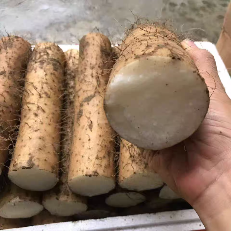 《宁夏山药》白玉山药/精品山药/产地货源/整车供应销售