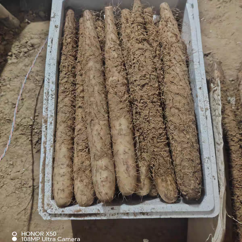 《宁夏山药》白玉山药/精品山药/产地货源/整车供应销售