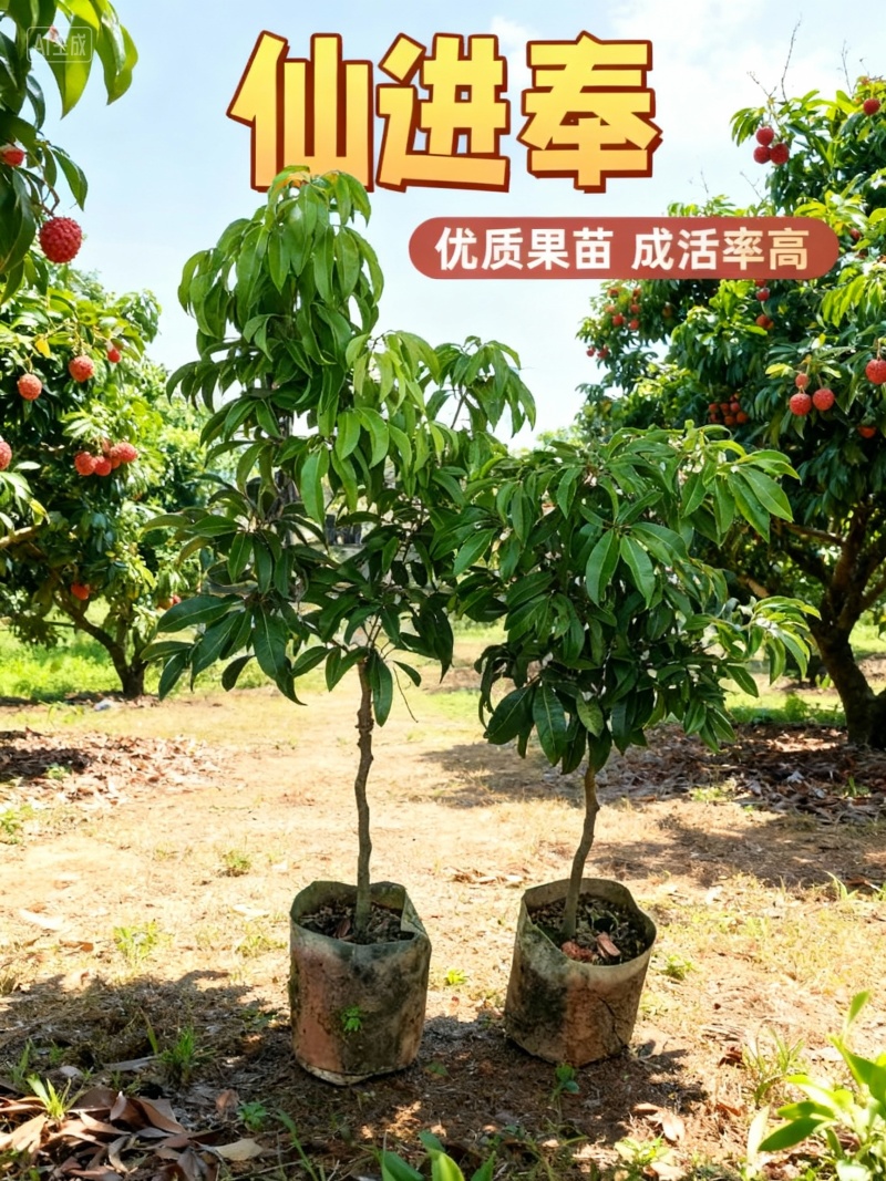 仙进奉荔枝苗产地直销量大质优支持视频看货欢迎咨询采购
