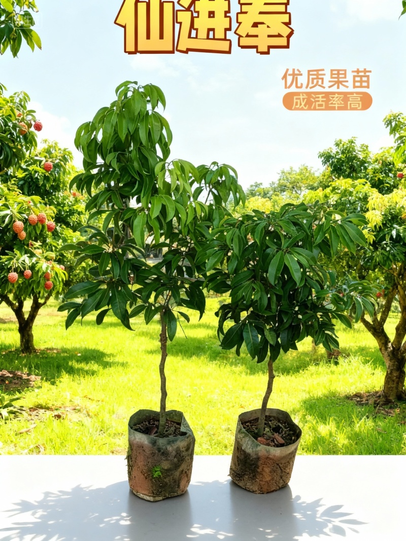 仙进奉荔枝苗产地直销量大质优支持视频看货欢迎咨询采购
