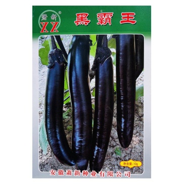 萧新黑霸王茄子种子果实粗长大果紫黑亮丽耐热耐湿茄子种子