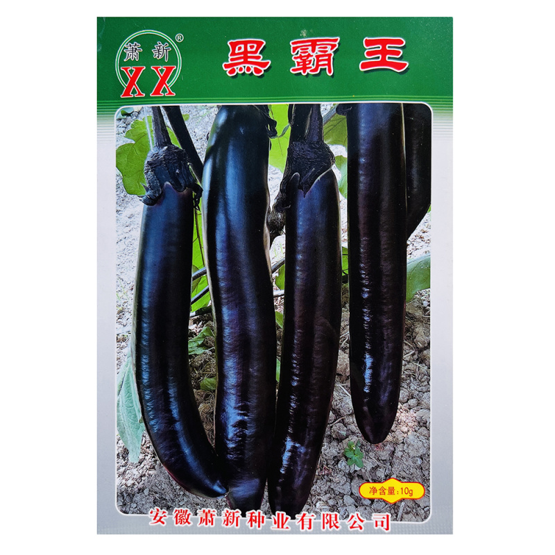 萧新黑霸王茄子种子果实粗长大果紫黑亮丽耐热耐湿茄子种子