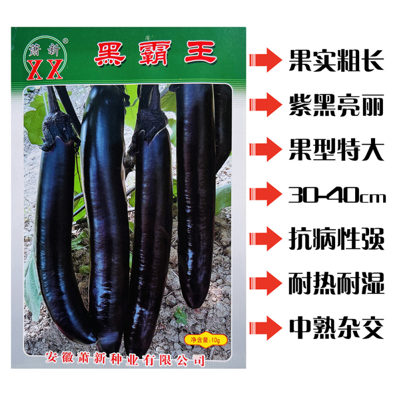 萧新黑霸王茄子种子果实粗长大果紫黑亮丽耐热耐湿茄子种子