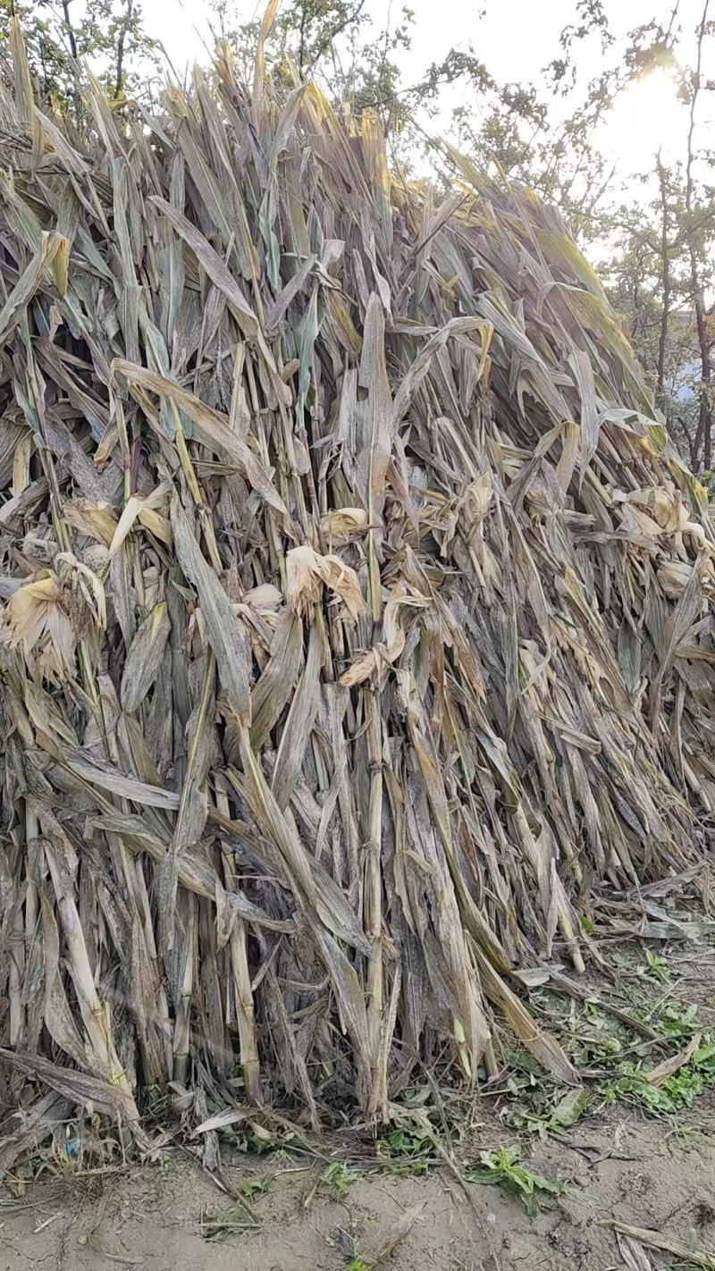 玉米秸秆