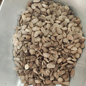 瓜蒌仁，，瓜蒌籽药用，一手货源，价格实惠，一件代发批发
