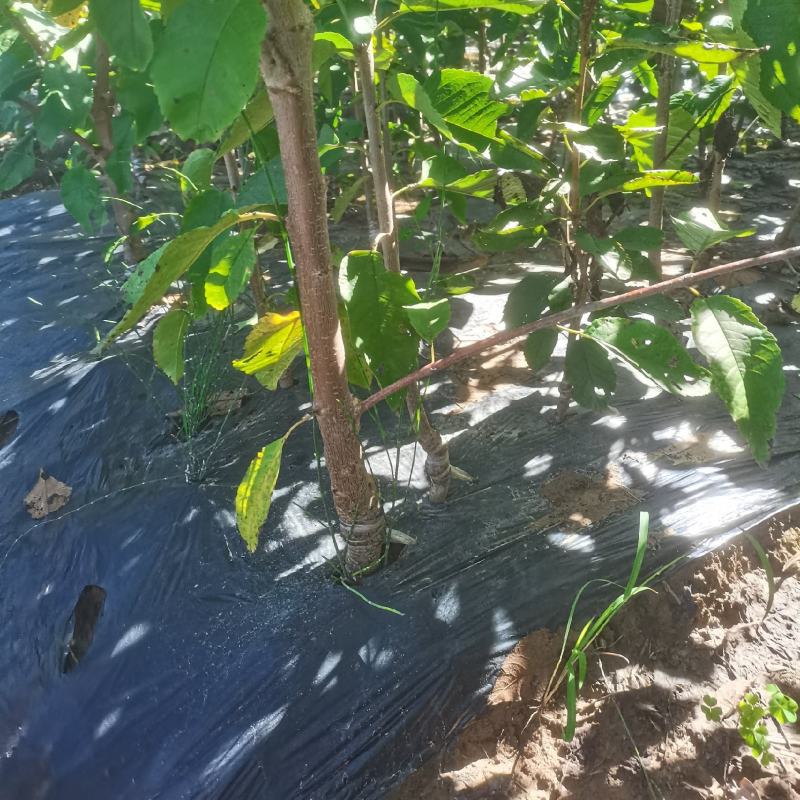 红灯笼，乌克兰，玛瑙红樱桃苗基地直供，现挖现发，品质保证