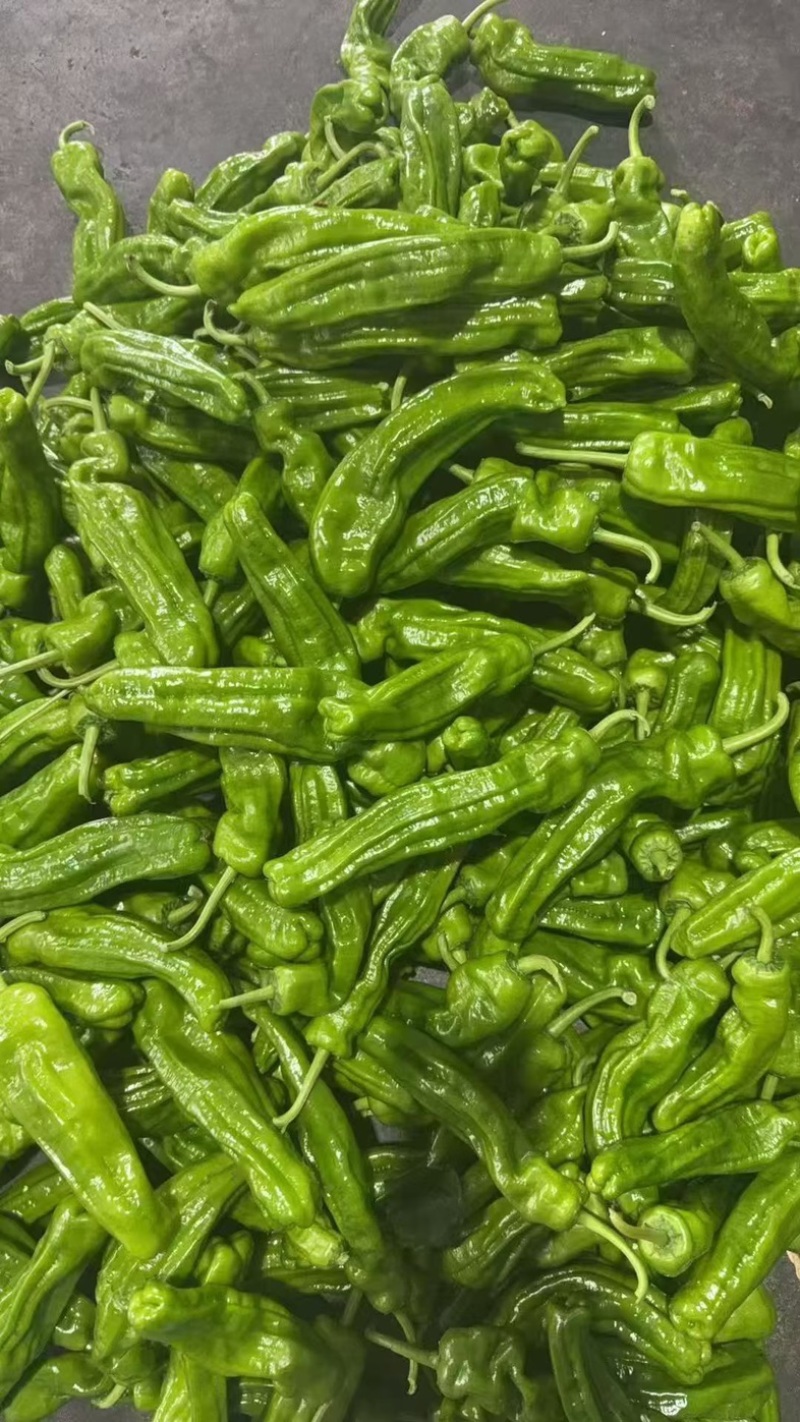 薄皮椒大量有货新鲜采摘长期供应