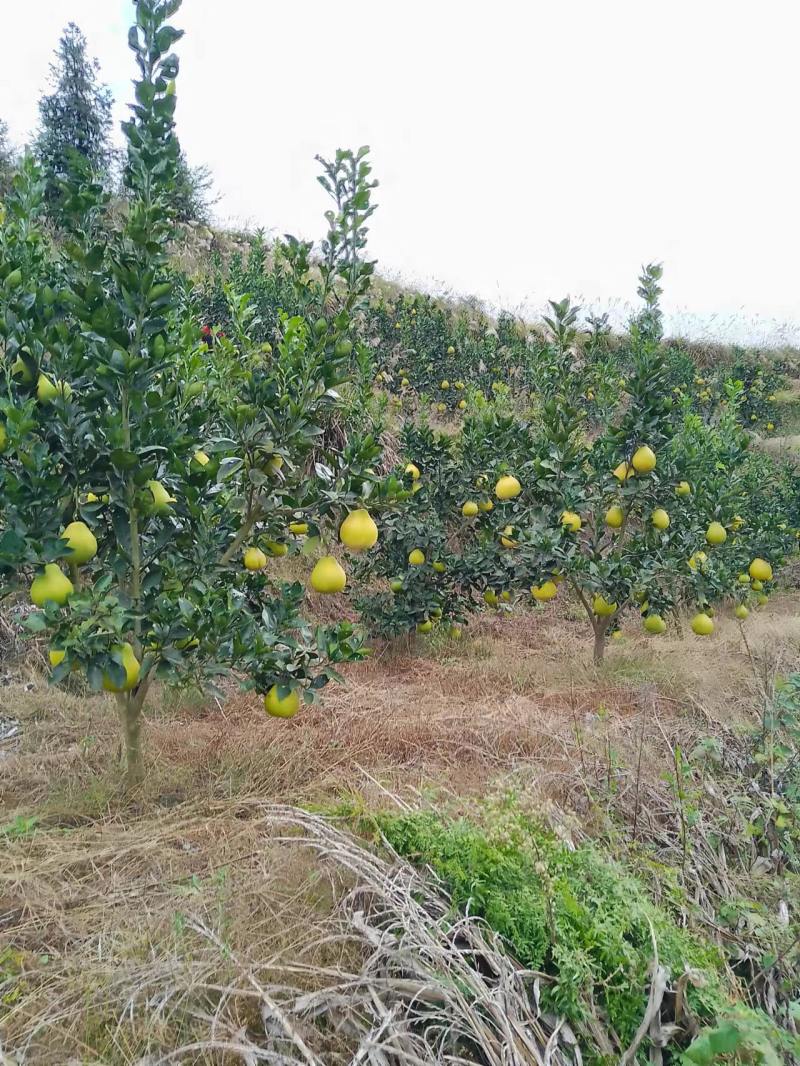 精品香柚“神山宝柚”自然成熟大量有货规格齐全全国发货