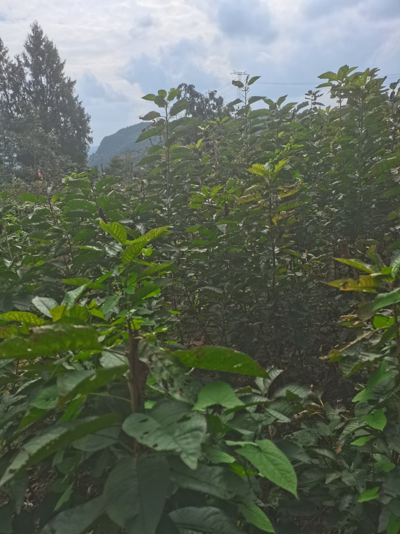 红灯笼，乌克兰，玛瑙红樱桃苗基地直供，现挖现发，品质保证