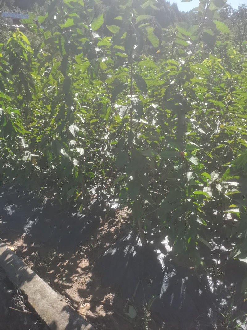 红灯笼，乌克兰，玛瑙红樱桃苗基地直供，现挖现发，品质保证