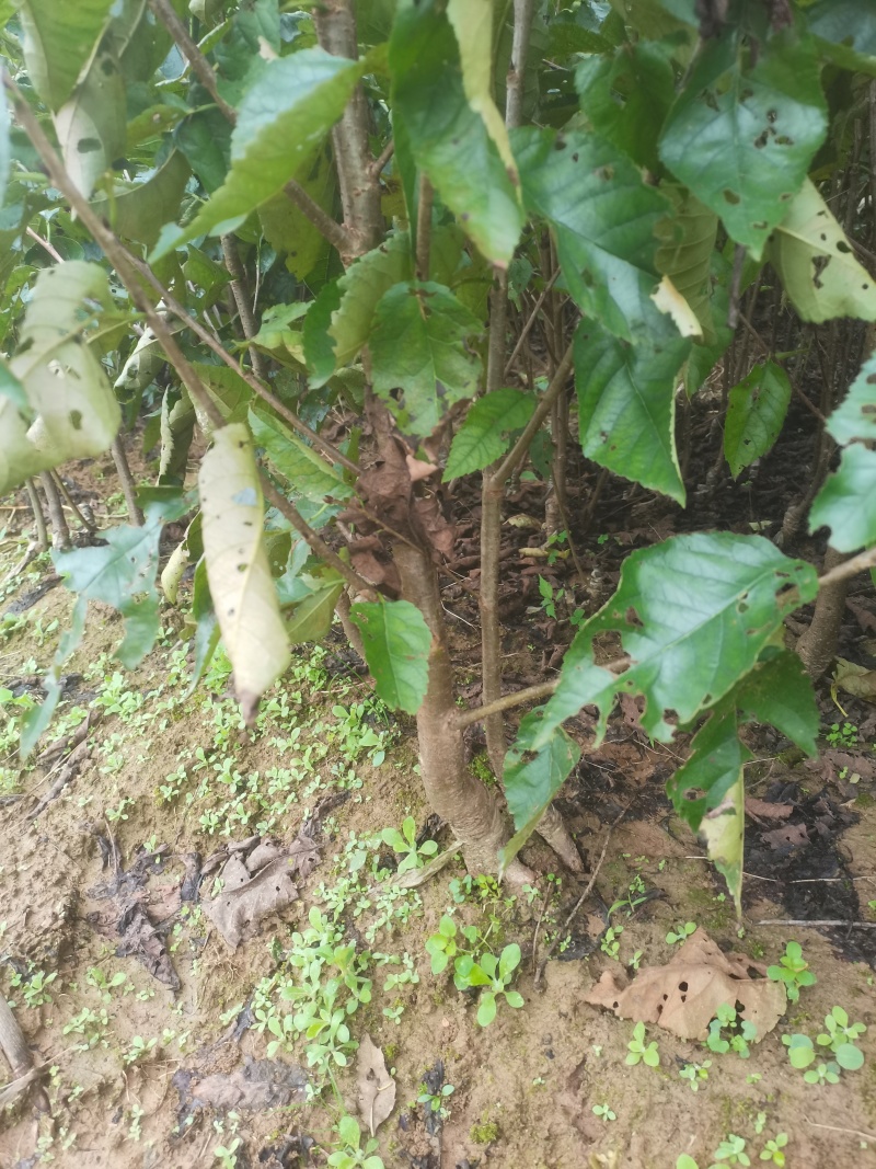 红灯笼，乌克兰，玛瑙红樱桃苗基地直供，现挖现发，品质保证