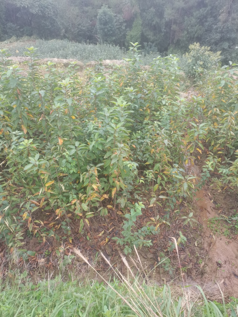 红灯笼，乌克兰，玛瑙红樱桃苗基地直供，现挖现发，品质保证