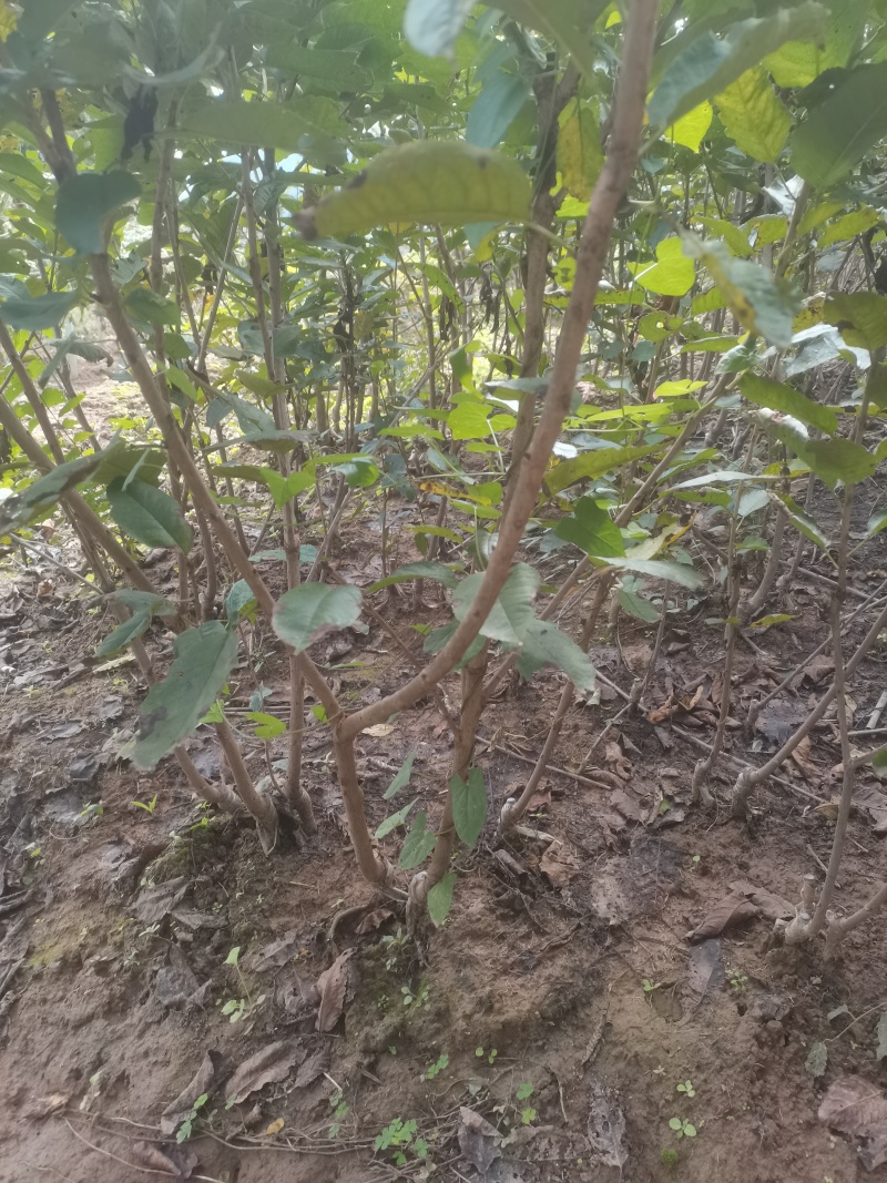 红灯笼，乌克兰，玛瑙红樱桃苗基地直供，现挖现发，品质保证