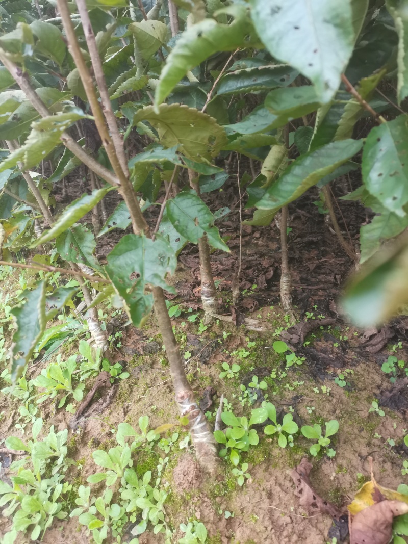 红灯笼，乌克兰，玛瑙红樱桃苗基地直供，现挖现发，品质保证