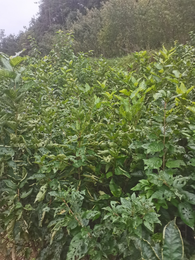 红灯笼，乌克兰，玛瑙红樱桃苗基地直供，现挖现发，品质保证