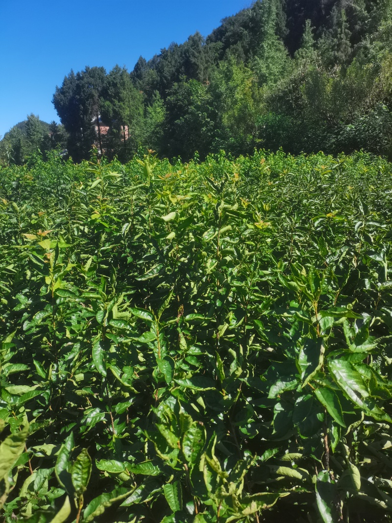 红灯笼，乌克兰，玛瑙红樱桃苗基地直供，现挖现发，品质保证