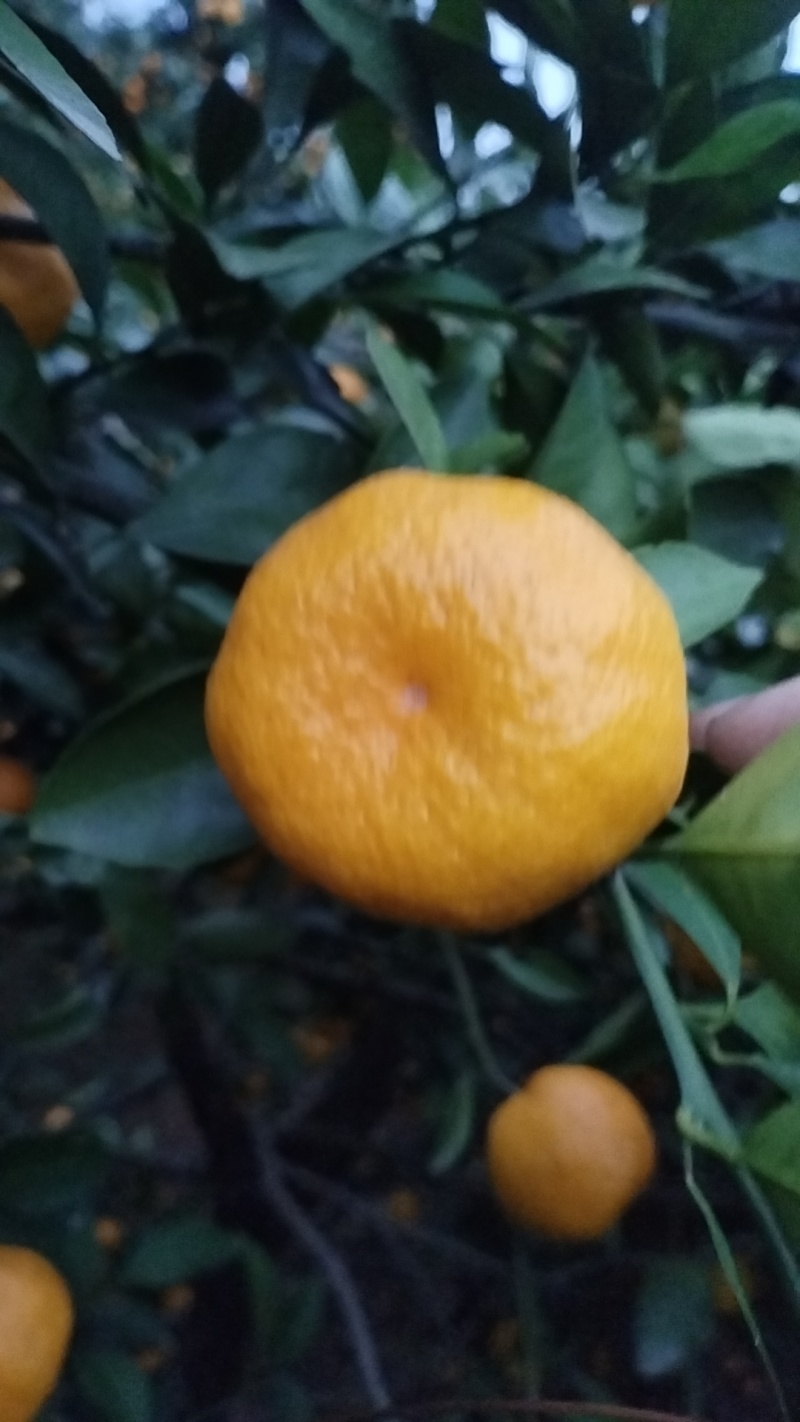 【优选】新余蜜橘/新余蜜橘，橘子对接市场，档口，出口外贸团购