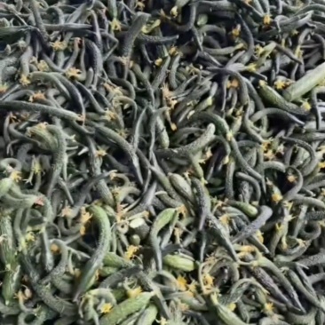 鲜瓜妞