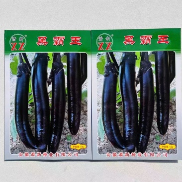 萧新黑霸王茄子种子果实粗长大果紫黑亮丽耐热耐湿茄子种子