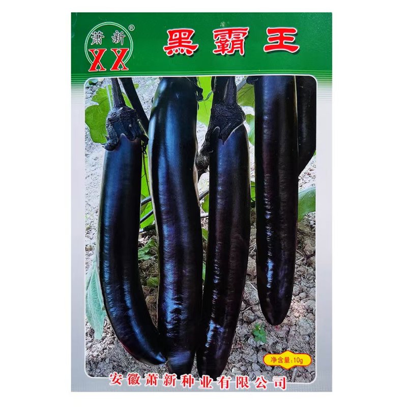 萧新黑霸王茄子种子果实粗长大果紫黑亮丽耐热耐湿茄子种子