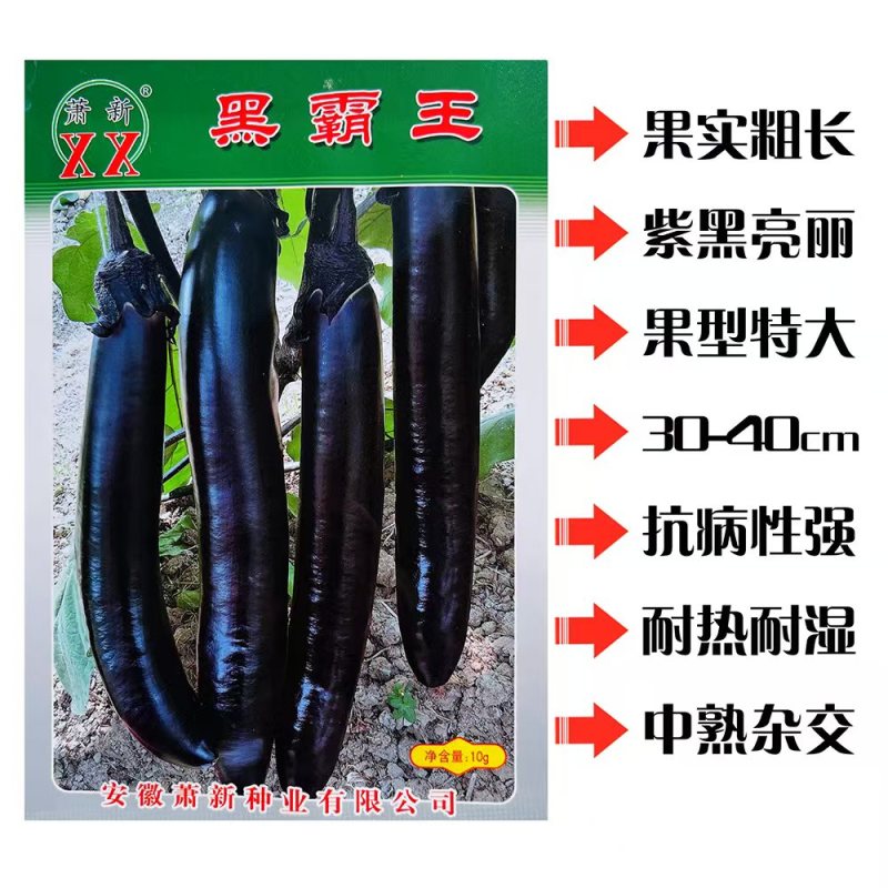 萧新黑霸王茄子种子果实粗长大果紫黑亮丽耐热耐湿茄子种子