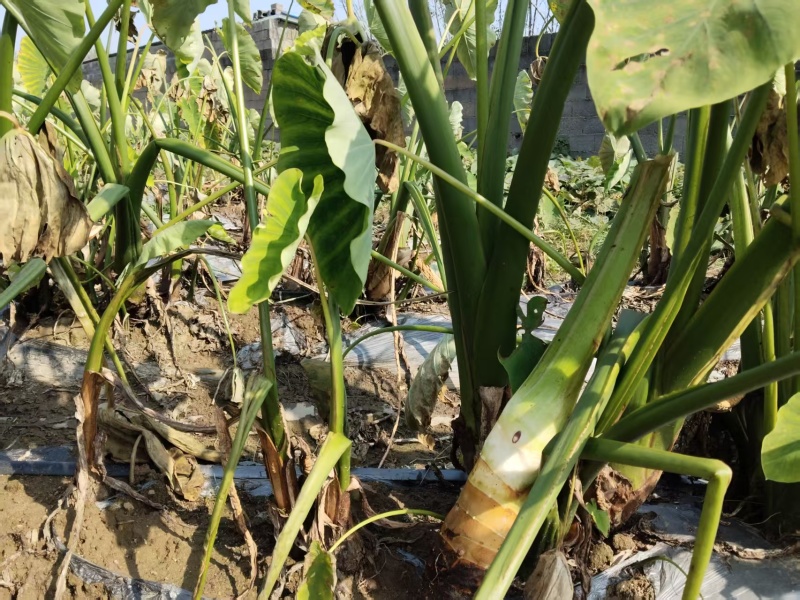25年产地高钙富硒香芋出售中，规格齐全，量大价格可谈