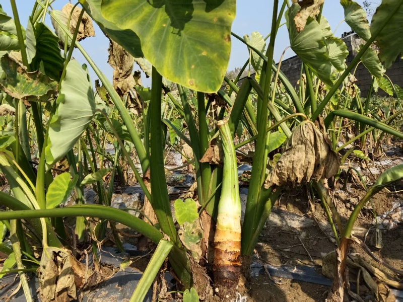 25年产地高钙富硒香芋出售中，规格齐全，量大价格可谈